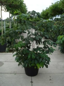 Herfstpaardenkastanje (Aesculus Parviflora) -Planten Verkoopwinkel 20110215154403 8