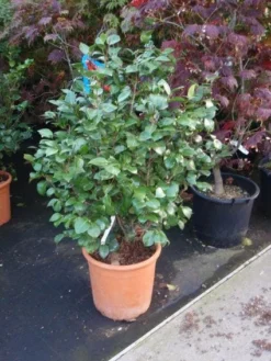 Camelia (Camellia, Wit) -Planten Verkoopwinkel 20110919164930 5 1
