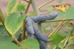 Augurkenstruik (Decaisnea Fargesii) -Planten Verkoopwinkel 20111019140854 15 3