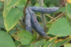 Augurkenstruik (Decaisnea Fargesii)