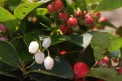 Bergthee / Patrijzenbes (Gaultheria Procumbens) -Planten Verkoopwinkel 20111029153448 2