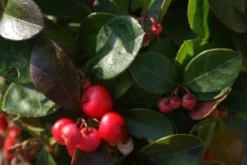 Bergthee / Patrijzenbes (Gaultheria Procumbens) -Planten Verkoopwinkel 20111029153507 2 1