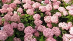 Hortensia (Hydrangea 'Pink Annabelle') -Planten Verkoopwinkel 20111219093740 1 1