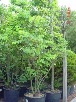 Judasboom Als Struik (Cercis Siliquastrum) -Planten Verkoopwinkel 20120110165223 8 1