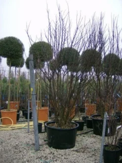 Judasboom Als Struik (Cercis Siliquastrum) -Planten Verkoopwinkel 20120110165233 8 1