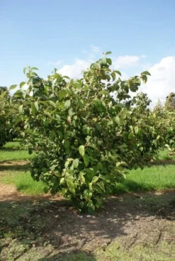 Japanse Sneeuwbal (Viburnum Plicatum 'Tomentosum') -Planten Verkoopwinkel 20120128164626 6 1