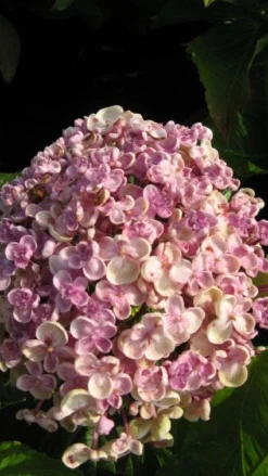 Seringhortensia (Hydrangea Macrophylla 'Ayesha') -Planten Verkoopwinkel 20120202134624 2