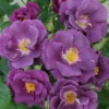 Roos (Rosa 'Rhapsody In Blue')