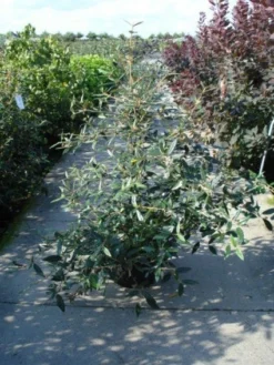 Sneeuwbal (Viburnum Bodnantense 'Dawn') -Planten Verkoopwinkel 20120213095450 1