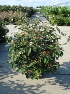 Sneeuwbal (Viburnum Plicatum 'Watanabe') -Planten Verkoopwinkel 20120213095627 8 1