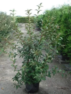 Sneeuwbal (Viburnum Bodnantense 'Charles Lamont') -Planten Verkoopwinkel 20120213100726 4