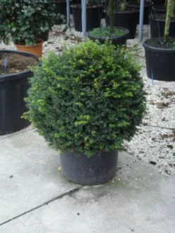 Taxusbol (Taxus Baccata) -Planten Verkoopwinkel 20120213101948 16