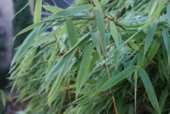 Niet Woekerende Bamboe (Fargesia Murieliae 'Bimbo') -Planten Verkoopwinkel 20120213125441 4