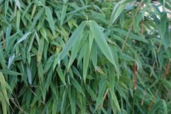 Niet Woekerende Bamboe (Fargesia Murieliae 'Simba') -Planten Verkoopwinkel 20120213125522 6