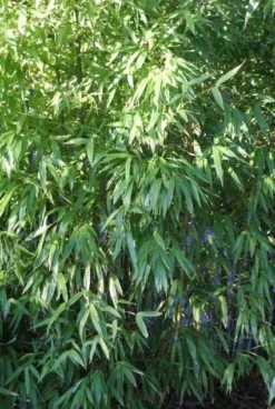 Niet Woekerende Bamboe (Fargesia 'Great Wall') -Planten Verkoopwinkel 20120213125631 7