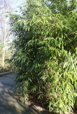 Bamboe (Phyllostachys Aurea) -Planten Verkoopwinkel 20120213125900 13