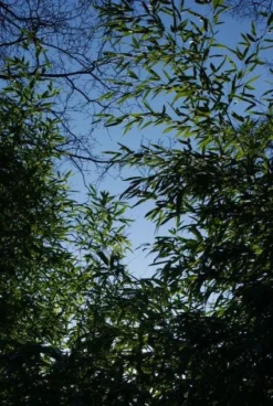 Bamboe (Phyllostachys Aurea) -Planten Verkoopwinkel 20120213125929 13