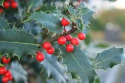 Gewone Hulst (Ilex Aquifolium) -Planten Verkoopwinkel 20120213133607 12