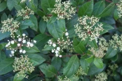 Groenblijvende Sneeuwbal (Viburnum Tinus 'Eve Price') -Planten Verkoopwinkel 20120213144628 50 10 1