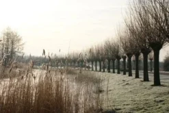 Knotwilg (Salix Alba) -Planten Verkoopwinkel 20120213152215 13