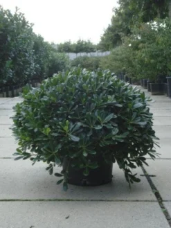 Australische Laurier (Pittosporum Tobira 'Nanum') -Planten Verkoopwinkel 20120213163910 8