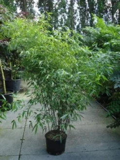 Bamboe (Phyllostachys Nigra) -Planten Verkoopwinkel 20120213164648 13