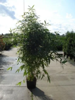 Bamboe (Phyllostachys Aurea) -Planten Verkoopwinkel 20120213164824 13