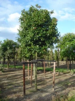 Glansmispel Als Boom (Photinia Fraseri 'Red Robin') -Planten Verkoopwinkel 20120214125941 9