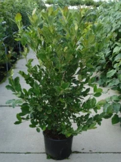 Stermagnolia (Magnolia Stellata) -Planten Verkoopwinkel 20120214143817 13