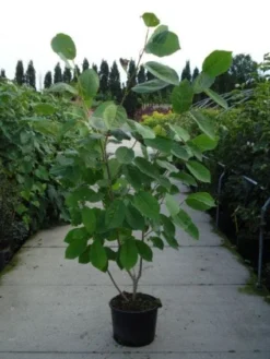 Beverboom (Magnolia Sieboldii) -Planten Verkoopwinkel 20120214144004 8
