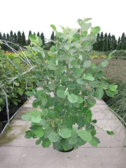 Beverboom (Magnolia Sieboldii) -Planten Verkoopwinkel 20120214144026 8