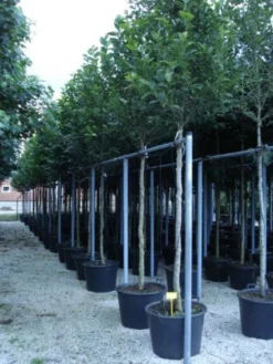 Beverboom (Magnolia Kobus) -Planten Verkoopwinkel 20120214144339 19