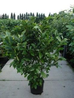 Beverboom, Struik (Magnolia Susan) -Planten Verkoopwinkel 20120214144559 10