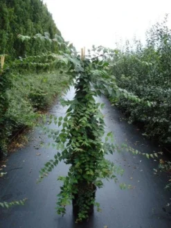 Kolkwitzia (Kolkwitzia Amabilis 'Pink Cloud')