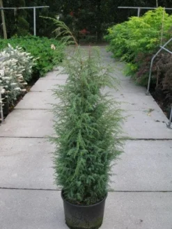 Jeneverbes (Juniperus Communis 'Hibernica') -Planten Verkoopwinkel 20120215132223 7 1