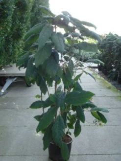 Fluweelhortensia (Hydrangea Aspera 'Macrophylla') -Planten Verkoopwinkel 20120215134833 6 1