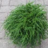 Cypres (Chamaecyparis Pisifera 'Filifera Nana')