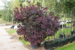Pruikenboom Als Struik (Cotinus Coggygria 'Royal Purple') -Planten Verkoopwinkel 20120216092431 15