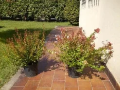 Abelia (Abelia Grandiflora) -Planten Verkoopwinkel 20120216112539 9