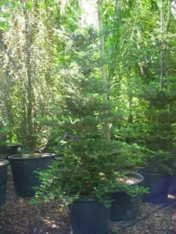 Koreaanse Zilverspar (Abies Koreana) -Planten Verkoopwinkel 20120216113327 6