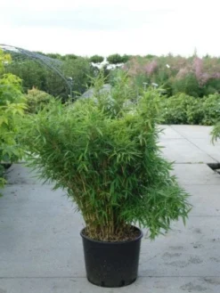 Niet Woekerende Bamboe (Fargesia Murieliae 'Bimbo') -Planten Verkoopwinkel 20120217134101 4
