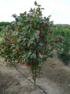 Kardinaalsmuts (Euonymus Planipes)