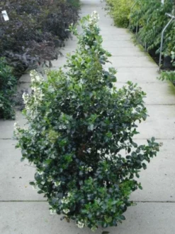 Escallonia (Escallonia 'Iveyi') -Planten Verkoopwinkel 20120217135540 3