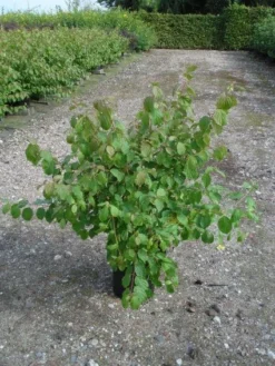 Kornoelje (Cornus Sanguinea 'Midwinter Fire') -Planten Verkoopwinkel 20120218101717 4
