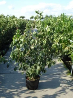 Japanse Kornoelje (Cornus Kousa) -Planten Verkoopwinkel 20120218102230 60 12 1