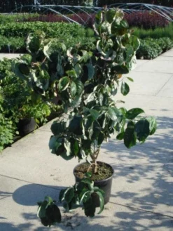 Amerikaanse Kornoelje (Cornus Florida 'Rubra') -Planten Verkoopwinkel 20120218102305 7