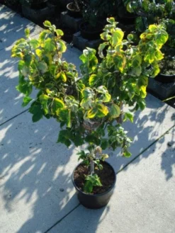 Kornoelje Op Stam (Cornus Florida 'Rainbow') -Planten Verkoopwinkel 20120218102340 1