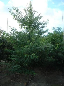 Reuzenkornoelje (Cornus Controversa 'Variegata') -Planten Verkoopwinkel 20120218102727 11