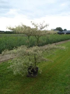 Kornoelje (Cornus Alternifolia 'Argentea') -Planten Verkoopwinkel 20120218102845 2