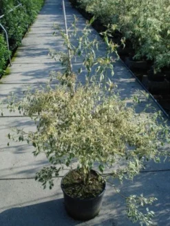 Kornoelje (Cornus Alternifolia 'Argentea') -Planten Verkoopwinkel 20120218102902 2 1